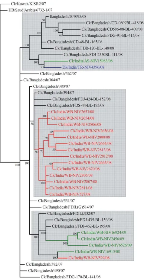 Figure 3. HA gene phylogeny of the 2008-09 Indian isolates and 2007-09 Bangladesh isolates using the Bayesian method.