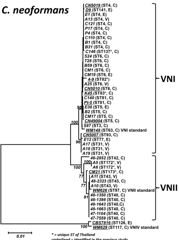 Figure 1. Phylogram of the Thai C. neoformans isolates. Phylogram depicting the genetic relationships between the Thai C