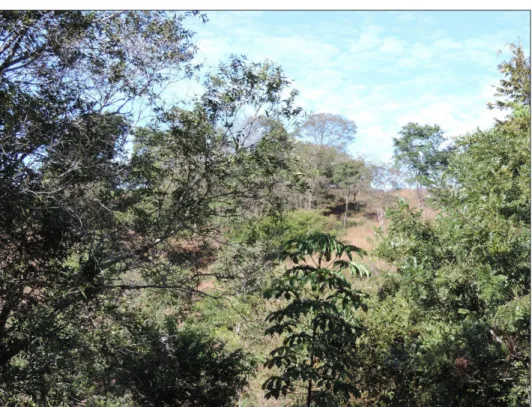 Figure 2 – Example of a forest agroecosystem in Goianéesia, Goiás