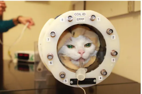 Fig 1. An anesthetized animal in the 8-channel RF coil. The head is surrounded by foam that serves to minimize movement and attenuate scanner noise