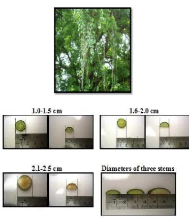Fig. 1-  Guduchi  collected from natural habitat with  Neem  tree. 