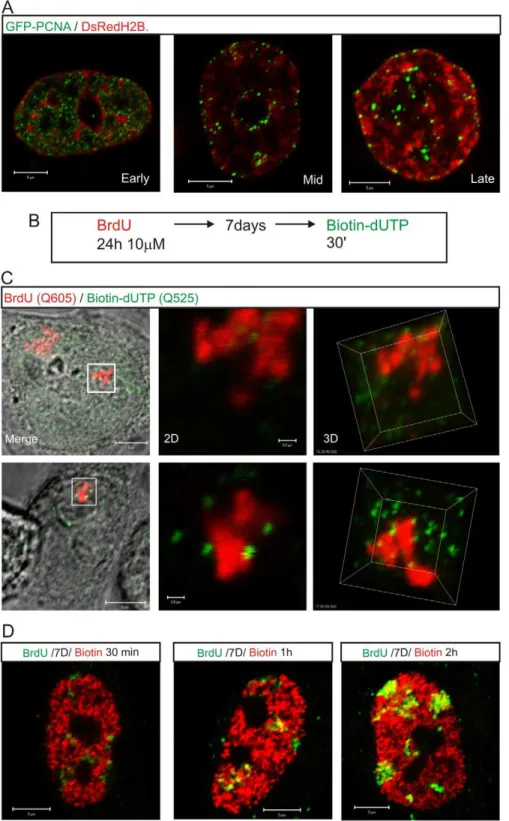 Figure 6. The proximity of DNA foci and the inter-chromatin domain defines the location of sites that are permissive for replication factory assembly