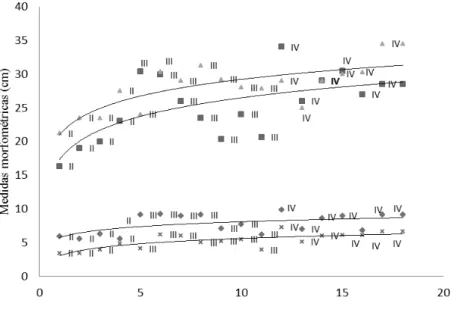 Figura 3 - Grá ico indicando as medidas morfométricas dos indivíduos  de D. albiventris por classe etária (I jovens, II subadultos e  IV adultos), no qual os triângulos representam as medidas  da cauda; os quadrados, medidas do tronco; os losangos,  medida