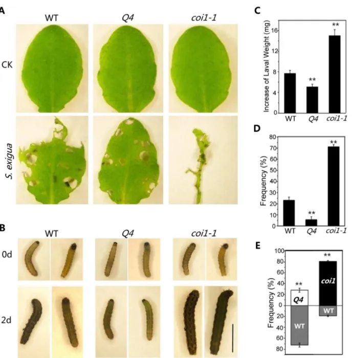 Figure 6. The bhlh3 bhlh13 bhlh14 bhlh17 quadruple mutant exhibited enhanced JA-mediated plant defense against insect
