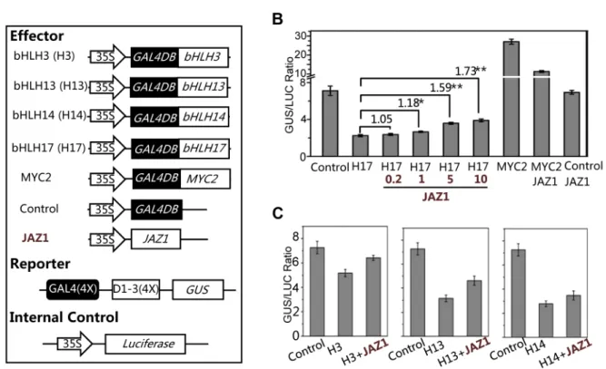 Figure 7. Overexpression of bHLH 13 or bHLH 17 attenuated JA responses. (A) Quantitative real-time PCR analysis of expression levels of bHLH13 and bHLH17 in 11-day-old seedlings of WT and transgenic plants overexpressing bHLH13 or bHLH17