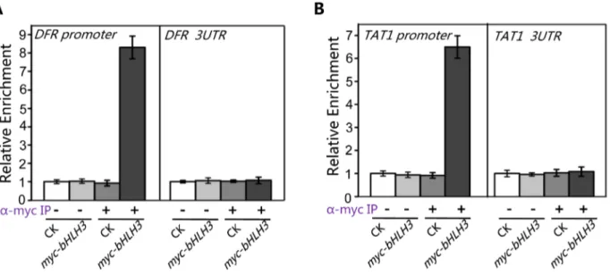 Figure 10. bHLH3 directly binds to promoter sequences of TAT1 and DFR in ChIP-PCR assay