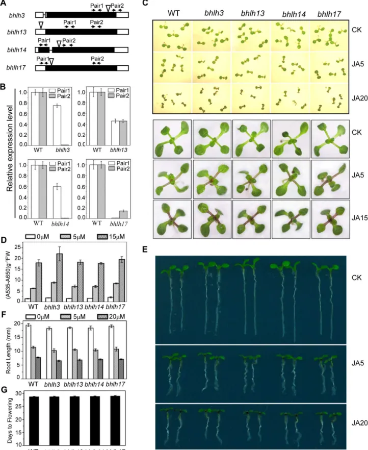 Figure 3. JA responses were not obviously altered in the bhlh3 , bhlh13 , bhlh14 and bhlh17 single mutants