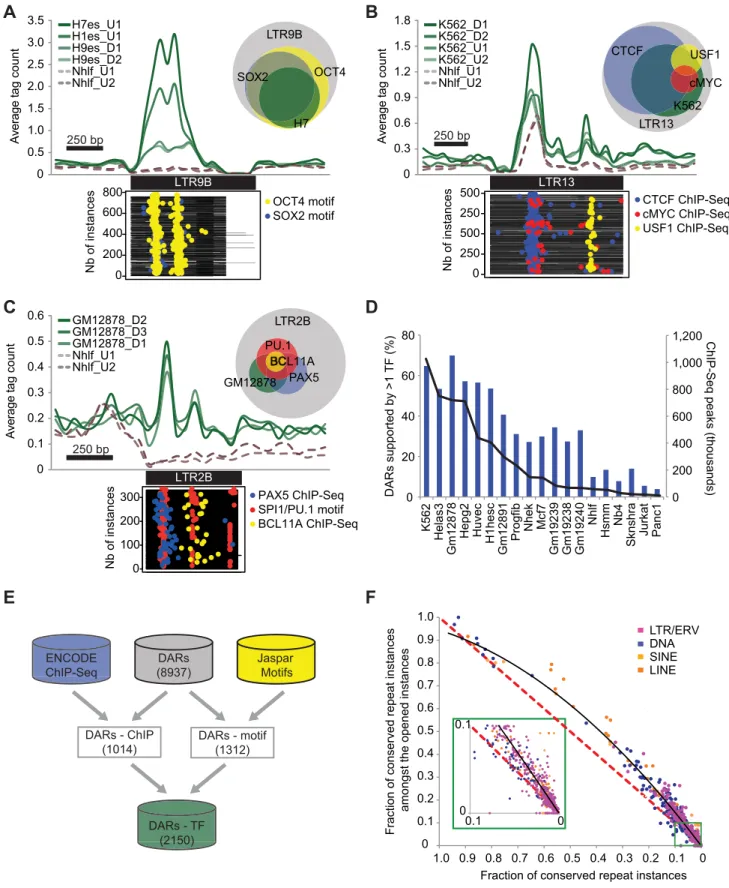 Figure 2. DARs are enriched for binding motifs, occupied by TFs, and show sequence conservation