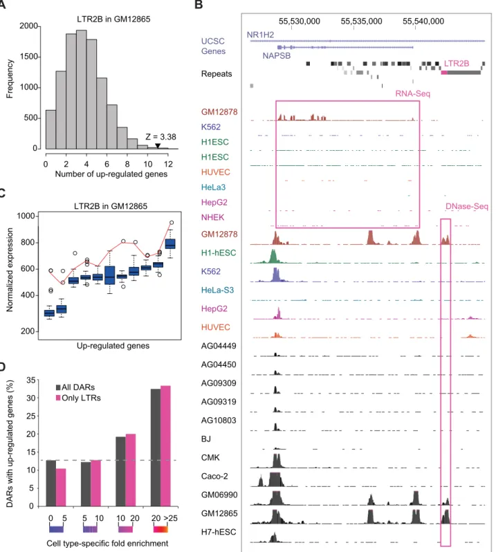 Figure 4. Cell type–specific expression of DAR–associated genes. (A) Distribution of the expected number of up-regulated genes in proximity to the LTR2B DAR instances in GM18265
