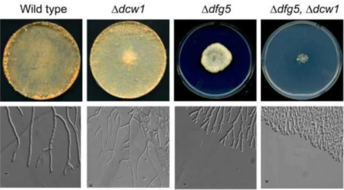 Figure 2. The wild type copy of dfg5 complements the D dfg5 mutation. Colonies of wild type, D dfg5, and a D dfg5 mutant that has been transformed with a wild type copy of the dfg5 gene (labeled as transformant) are shown