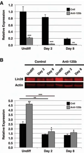 Figure 6. Lin28-mediated let-7d expression is regulated by miR-125b in differentiating hESCs