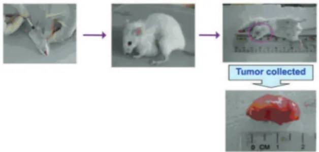 Fig 1: The representative pictures of mice with tumor before  and after sacriicing. 