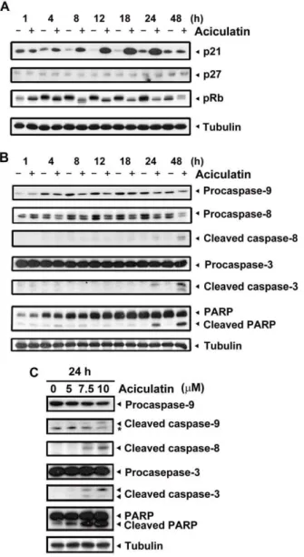 Figure 2. Effect of aciculatin on G0/G1-related proteins and apoptotic factors in HCT116 cells