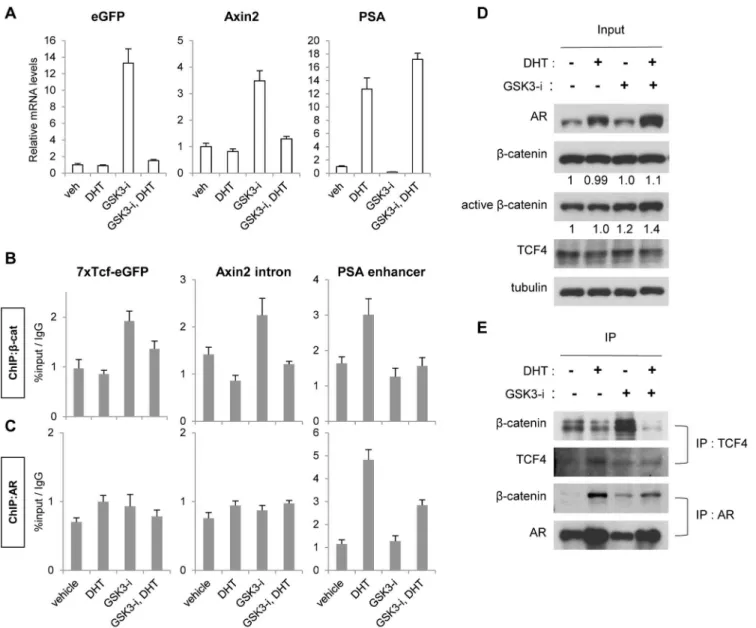 Fig 3. Hormone deprivation increased β-catenin interaction with TCF4 and β-catenin binding to TCF binding sites