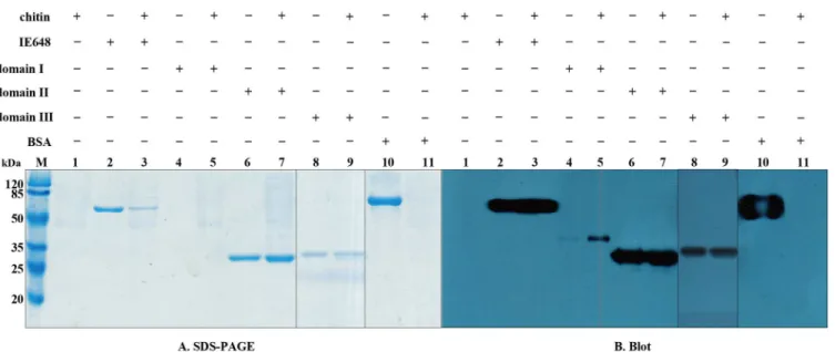 Fig 6. Interaction of chitin with IE648 and its domains. A. SDS-PAGE analysis of different incubation component