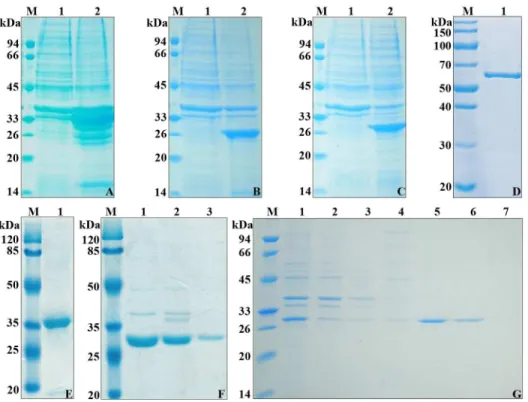 Fig 1. Expression and purification of IE648 and individual domains of Cry1Ie in E. coli BL21/DE3