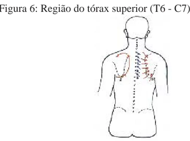 Figura 6: Região do tórax superior (T6 - C7) 