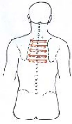 Figura 7: Região do tórax superior (T6 - C7) 