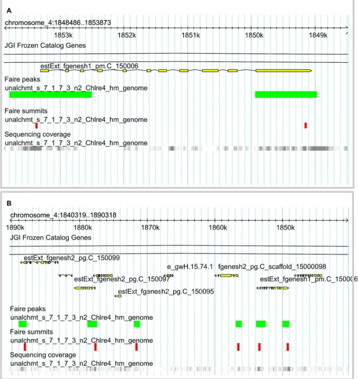 Figure 3.   Web FAIRE-seq GenomeBrowser.  FAIRE-seq reads mapped to the  Chlamydomonas genome annotation v.4 were made accessible through a web GenomeBrowser (http://bce.uniandes.edu.co/gb2/gbrowse/Chlamydomonas_v4/)