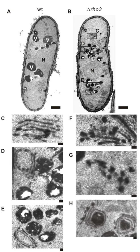 Figure 3. Electron microscopic analysis of D rho3 cells. Rho3- deletion cells (Drho3) exhibit large Golgi structures and accumulate membranous structures