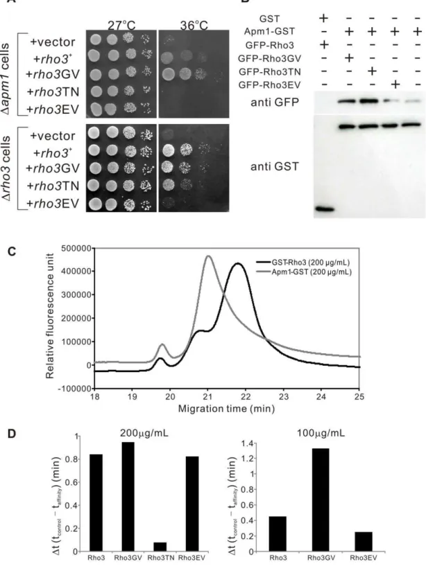 Figure 5. Functional and physical interaction between Rho3 and Apm1. (A) Rho3 suppressed Apm1-deletion cells (Dapm1) in a GTP- and effector domain-dependent manner