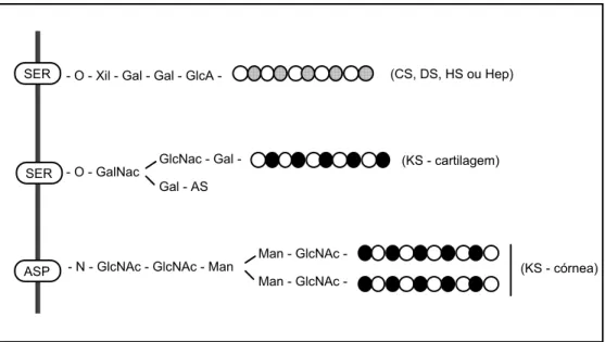 Figura 4. Região de ligação da cadeia de glicosaminoglicano ao esqueleto protéico. CS: 