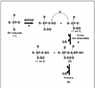 Figura 4. Mecanismo de troca tiol-dissulfeto proposta para a multimerização da EP24.15 através da  S-glutationilação