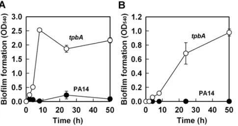 Figure 1. Inactivation of tpbA increases biofilm formation. Total biofilm formation (at the liquid/solid and air/liquid interfaces) (A), and biofilm formation on the bottom of polystyrene plates (B) by P