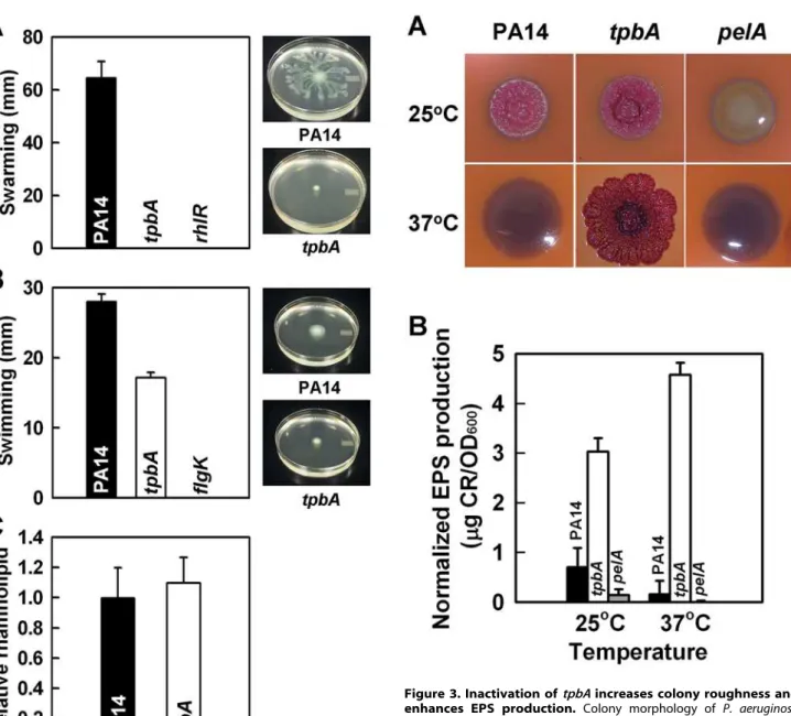 Figure 3. Inactivation of tpbA increases colony roughness and enhances EPS production