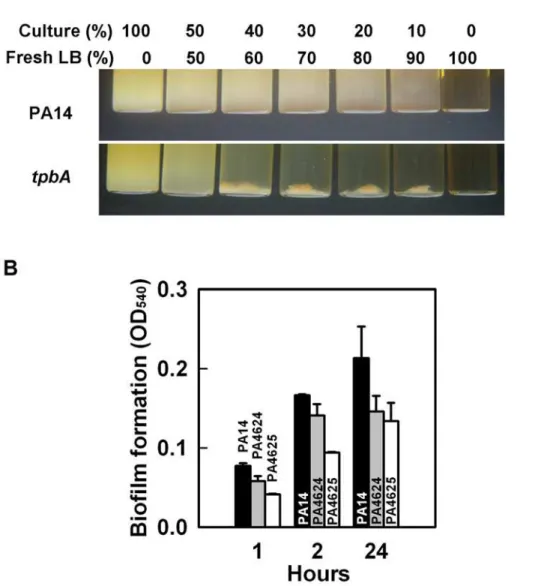 Figure 4. Inactivation of tpbA increases cell aggregation. Aggregation of PA14 and the tpbA mutant after diluting with fresh LB medium (percentages indicate volume % of the starting overnight culture and fresh medium) (A)