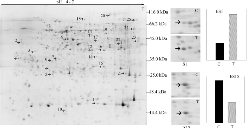 Fig 3. Two-DE map of root proteins responding to B. maydis. S1 and S15 were zoomed in the protein spot 1 and spot 15 differentially expressed under the B
