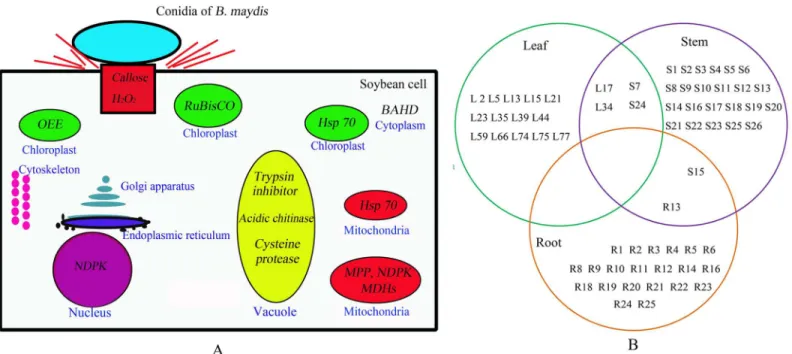Fig 4. Proteins responsive to B. maydis and its predicted multiple subcellular locations