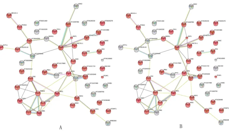 Fig 5. Arabidopsis DB-based BLAST analysis of the interaction network of 64 differentially expressed proteins in the roots, stems, and leaves of soybean plants in response to B