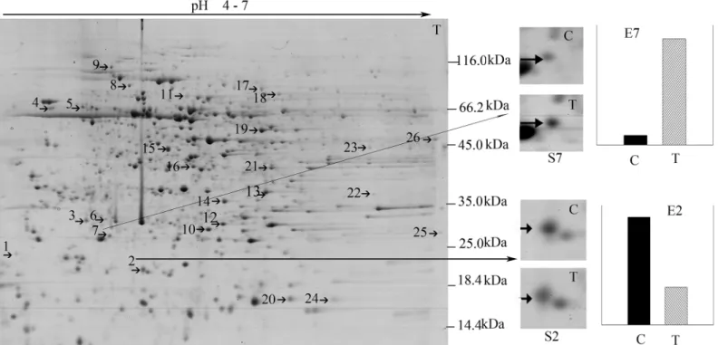Fig 2. Two DE patterns of stem proteins responding to B. maydis. S7 and S2 show enlarged images of protein spots 7 and 2, which were differentially expressed under B