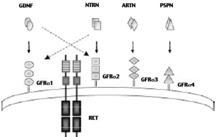 Figura 1. Esquema da família de ligantes GNDF (GFLs) e seus receptores. GFLs homodiméricos ativam o RET e suas TK pela ligação de alta afinidade aos receptores GFR ligados com glicosil-fosfatidil-inosotol (GPI)