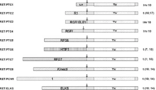 Figura 4. Representação esquemática do produto do gene RET e de algumas formas de rearranjos RET/PTC encontrados em PTC