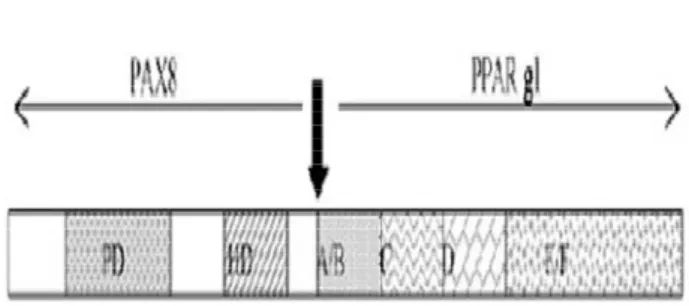Figura 5. Representação esquemática do rearranjo PAX8/PPAR . O rearranjo une os domínios de PAX8 (exons 7, 8 ou 9) aos domínios nucleares da proteína PPAR(exon 1)