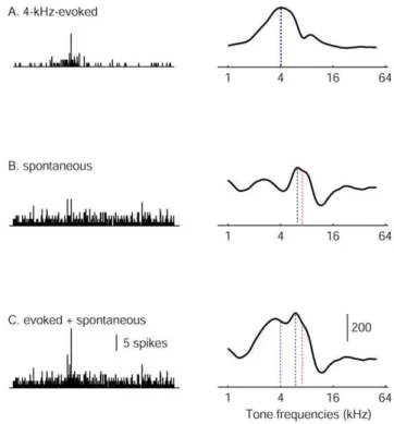 Figure 2. Neuronal population activity and derived log- log-likelihood functions. Left panels show population activity of the model 7-kHz-over-represented AI, and the right panels show stimulus log-likelihood functions
