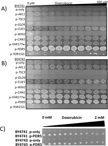 Fig 2. Spotting assays for overexpression analyses. Candidate genes that play role in doxorubicin resistance were cloned into pAG426-GPD plasmid and expressed in (A) haploid and (B) diploid wild type strains in the presence of doxorubucin