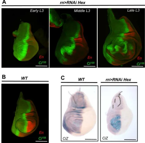 Fig 4. HEXIM knockdown deregulates Ci 155 expression at both protein and transcript levels.