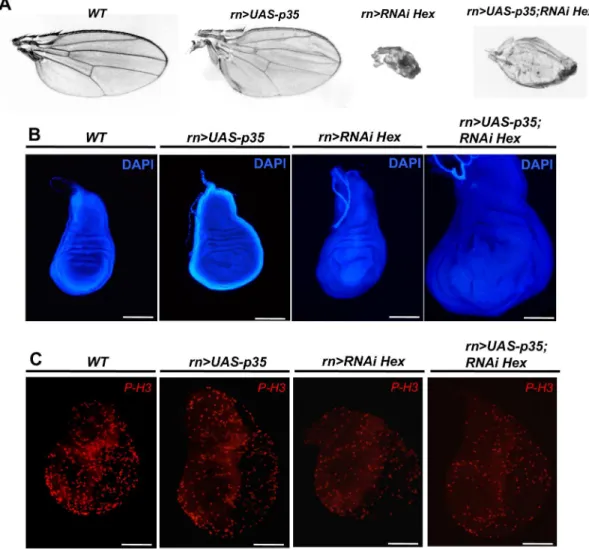 Fig 2. Co-expression of p35 or dMyc/Cyclin E partially rescue HEXIM knockdown phenotype