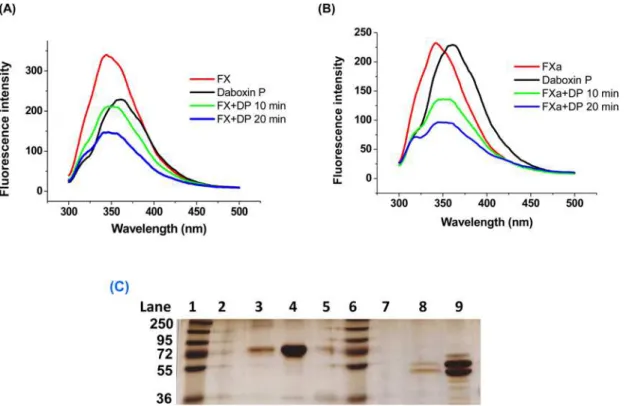 Fig 11. Interaction of daboxin P with FX and FXa. (A): Fluorescence emission spectra of daboxin P, FX, and the complex (daboxin P + FX)