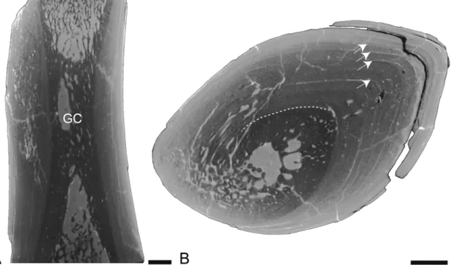 Fig 7. Left humerus of Qaisracetus arif. GSP-UM 3318 in virtual longitudinal (A) and transverse (B) sections