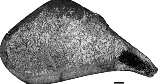 Fig 12. Virtual transverse section of the humerus of Cynthiacetus peruvianus MNHN.F.PRU 10