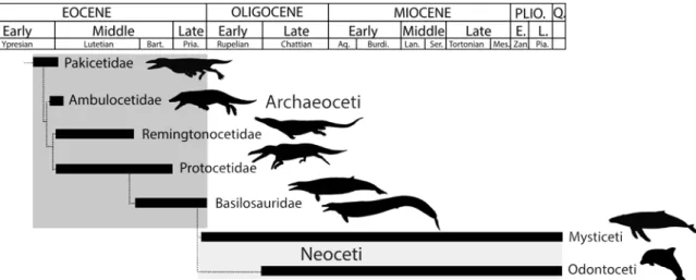 Fig 1. Phylogenetic relationships of early cetaceans showing the temporal ranges and general relationships of Pakicetidae, Ambulocetidae, Remingtonocetidae, Protocetidae, and Basilosauridae discussed here