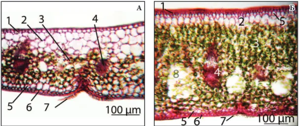 Fig. 4. Cross section through the leaf blade of Neoregelia tigrina (а) and N. zonata (б): 1 – adaxial epidermis; 2 – water storage  parenchyma; 3 – chlorenchyma; 4 – vascular bundle; 5 – hypoderma; 6 – abaxial epidermis; 7 – trichome; 8 – arm-like  parench