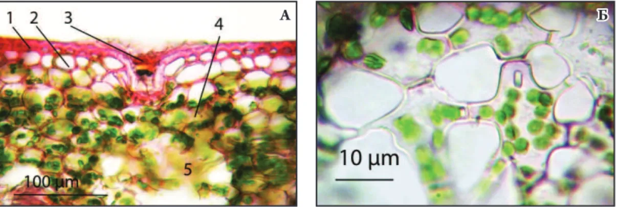Fig. 5. Cross section through the leaf blade of Neoregelia zonata in section of the trichome (а), and part of cross section through  the “arm-like” parenchyma of N