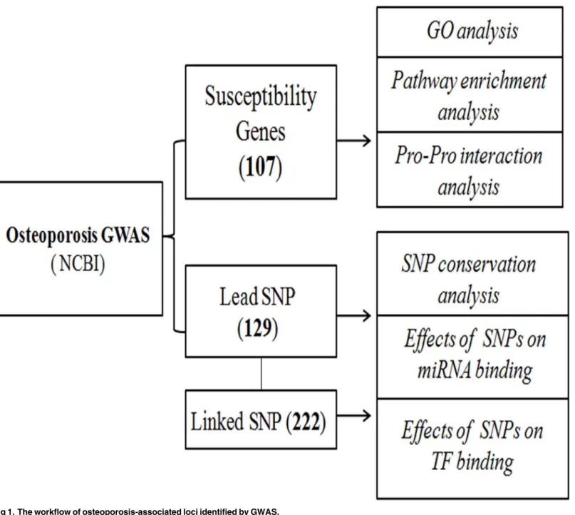 Fig 1. The workflow of osteoporosis-associated loci identified by GWAS.