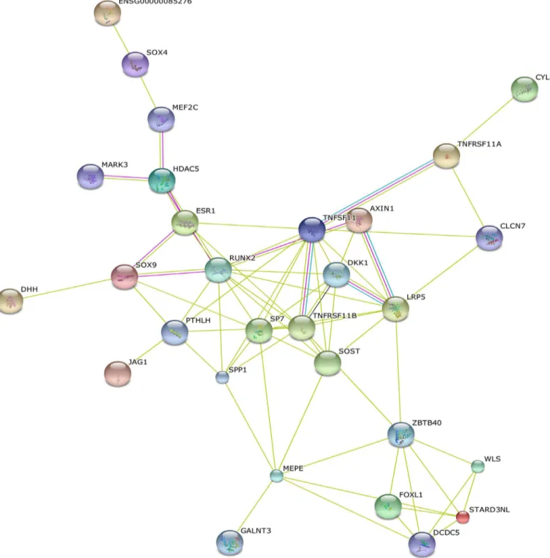 Fig 3. Protein-protein interaction network of osteoporosis GWAS-associated genes. The nodes and edges represent the proteins (genes) and interactions, respectively