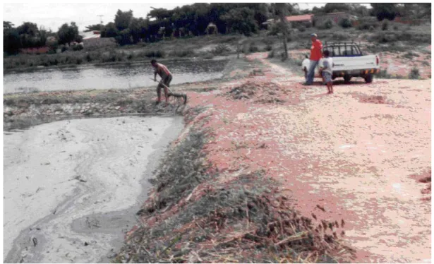 FIGURA 08 – GENARO (2004) - Limpeza da superfície da lagoa, CPA II, Cuiabá-MT. 